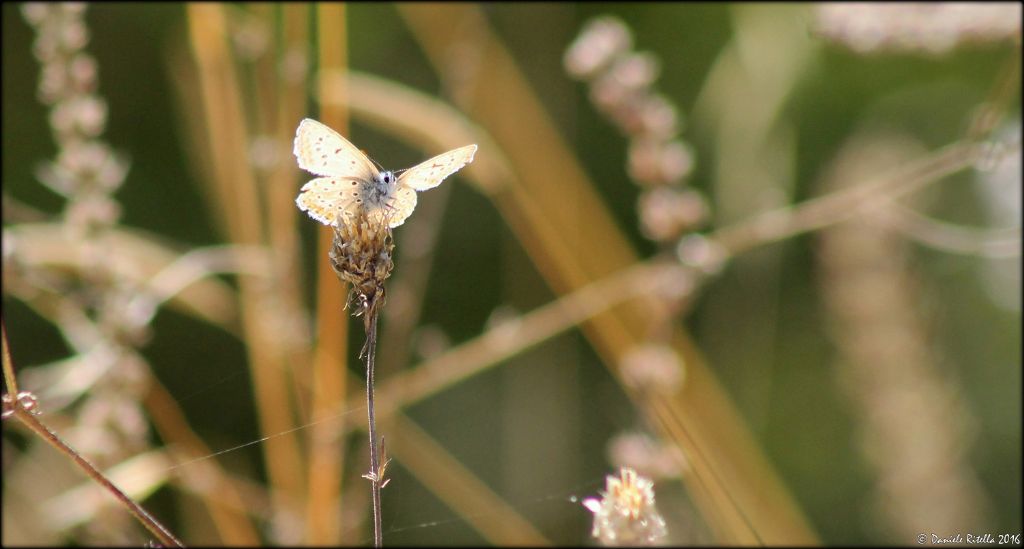 Forse Polyommatus icarus??? S